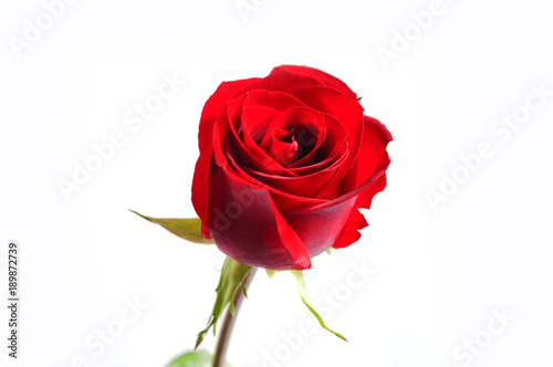The red rose in the white background