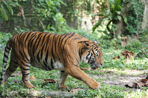 A female Malayan tiger  Panthera tigris jacksoni  take a walk around the forest. The Malayan Tiger has been classified as Critically Endangered