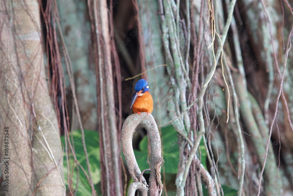 Close up of a beautiful blue-eared kingfisher stays on branch of the big tree Close up of a beautiful blue-eared kingfisher stays on branch of the big tree