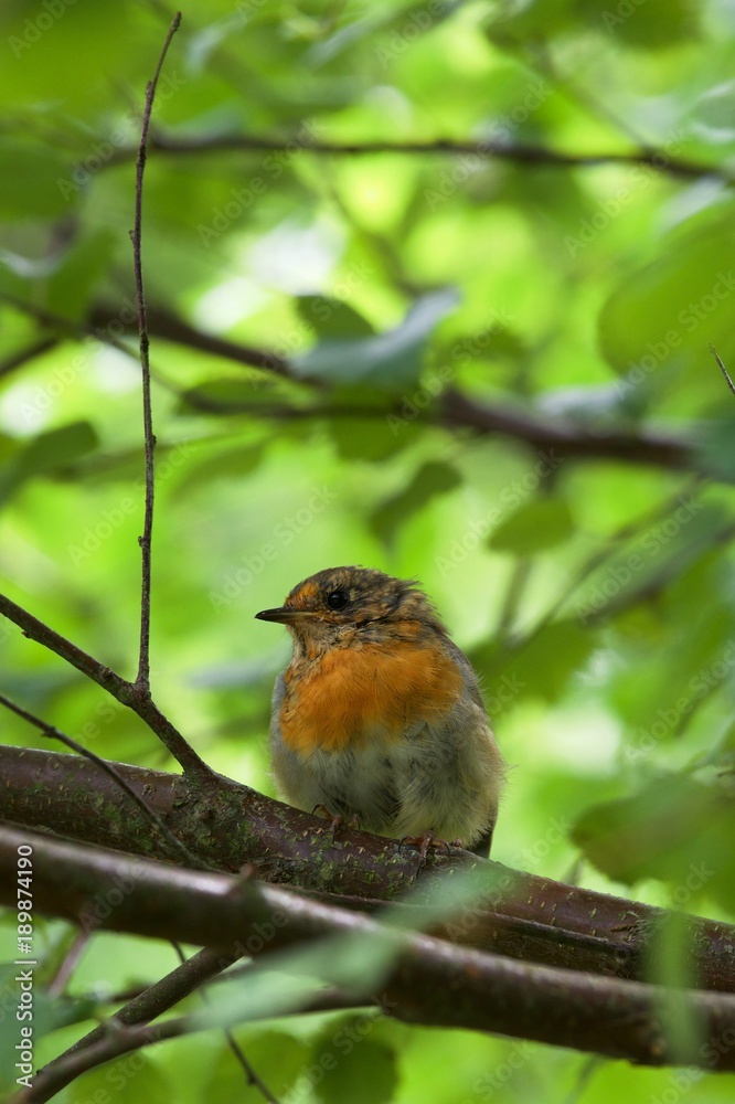 Small young robin redbreast in a tree Small young robin redbreast in a tree
