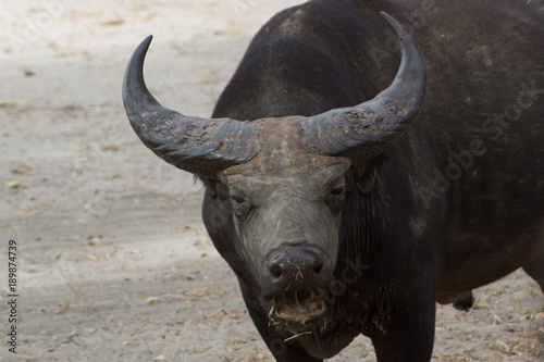 A wild african buffalo in Senegal