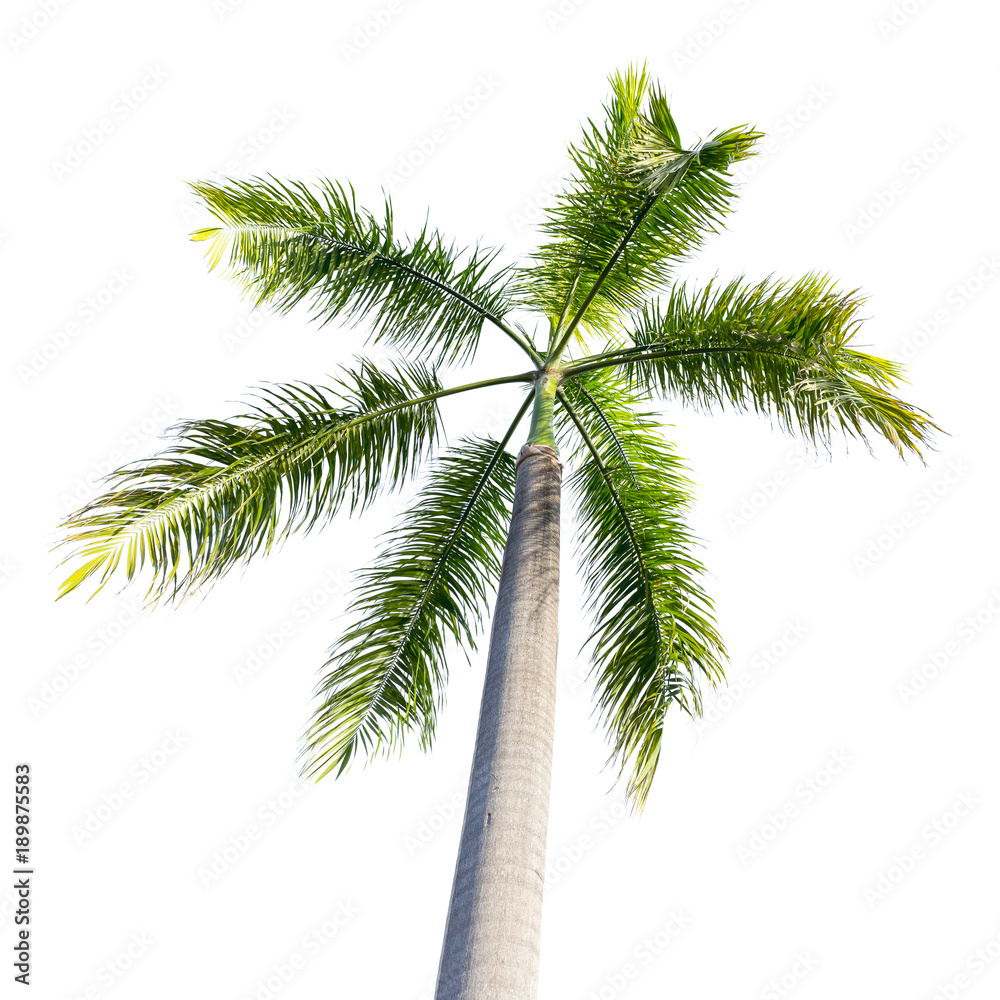 Coconut tree isolated on white background . tropical tree