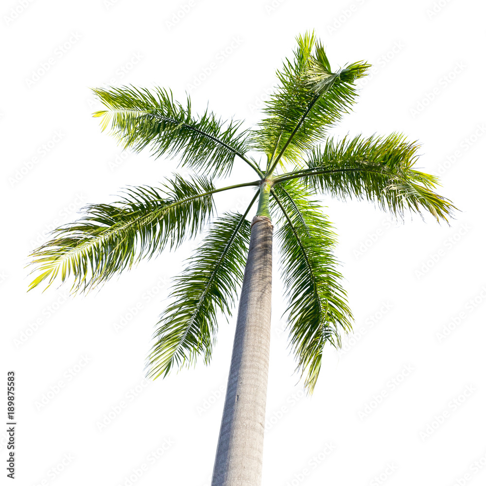 Fototapeta premium Coconut tree isolated on white background . tropical tree
