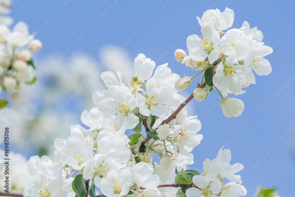 Orchard tree white buds and flowers on spring branch at blue sky background outdoors