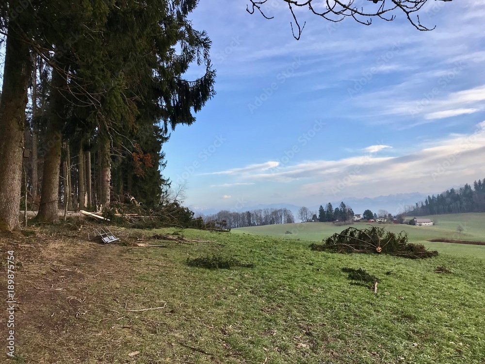 Sturmschäden durch Unwetter / Stürme auf dem Albis Stock Photo Adobe