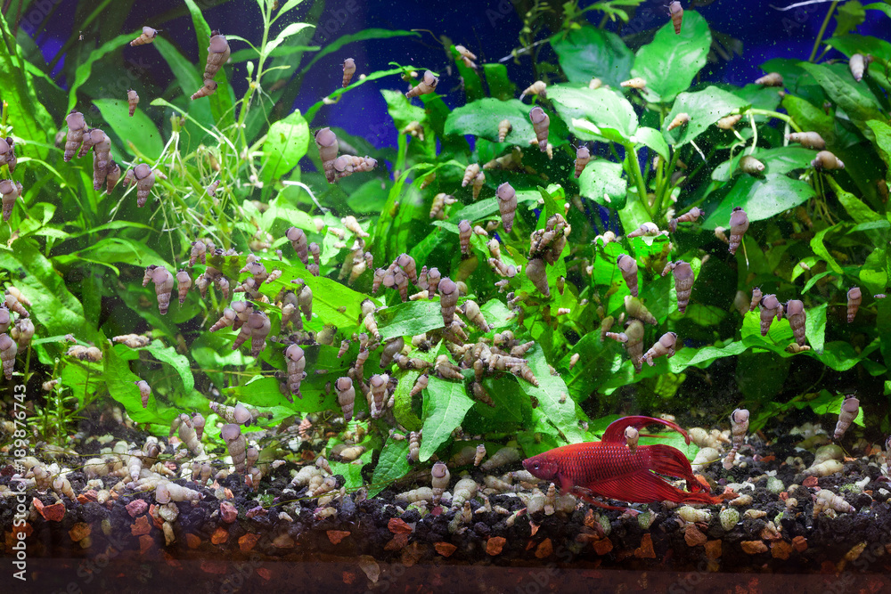 Annoying Pest Infestation of Friendly Pet Trumpet Snails feeding on