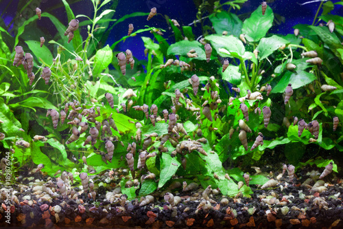 Malaysian Trumpet Snails ferociously feeding on soft algae and other edible matter growing  on aquarium glass and live green plants