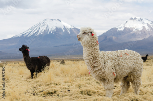 Photo Llamas against volcanos