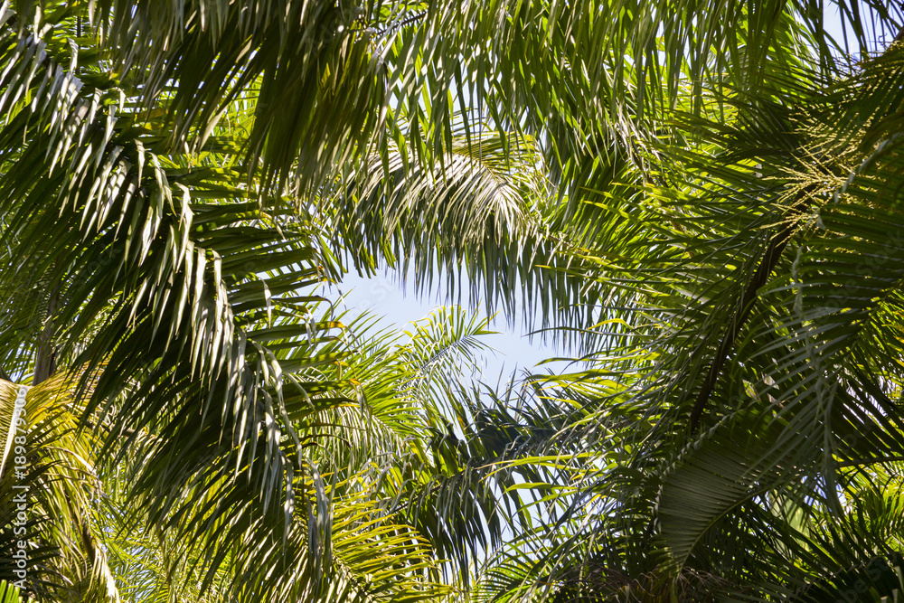 Lush tropical palm tree up perspective Lush tropical palm tree up perspective