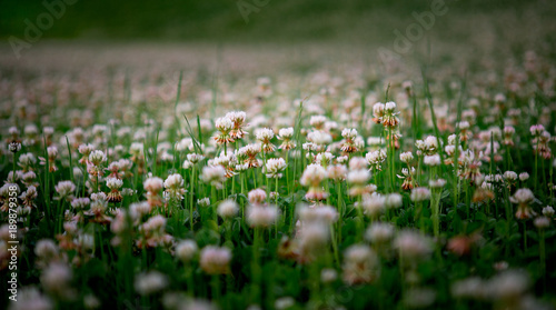 Obraz na płótnie Clover Field, Vermont w salonie