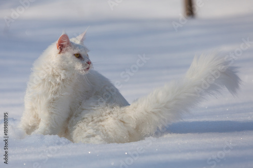maine coone white cat in the winter and snow photo