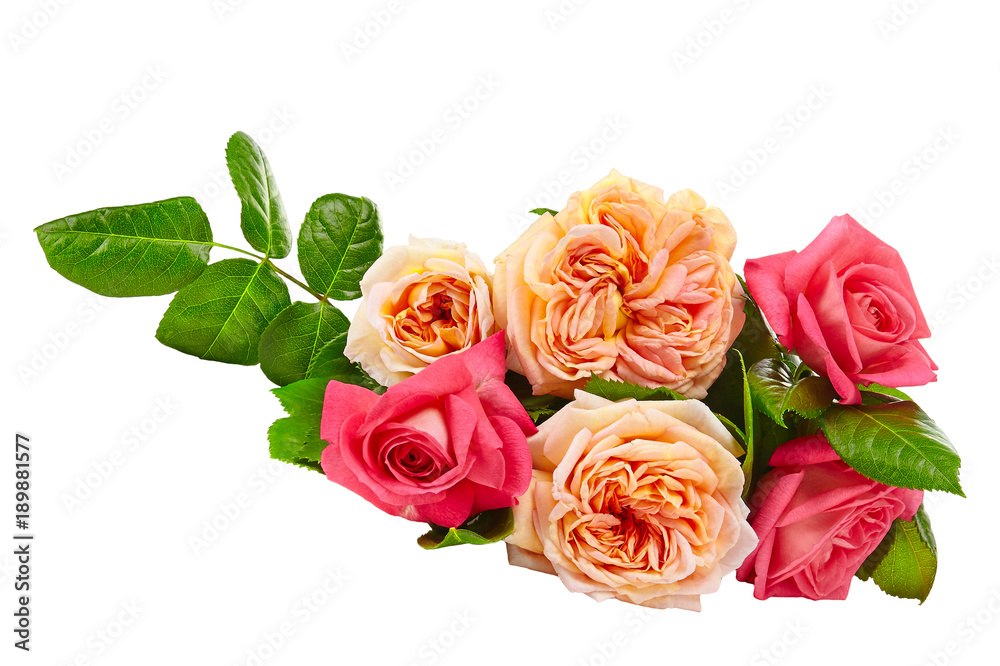 Obraz premium red rose isolated on white background