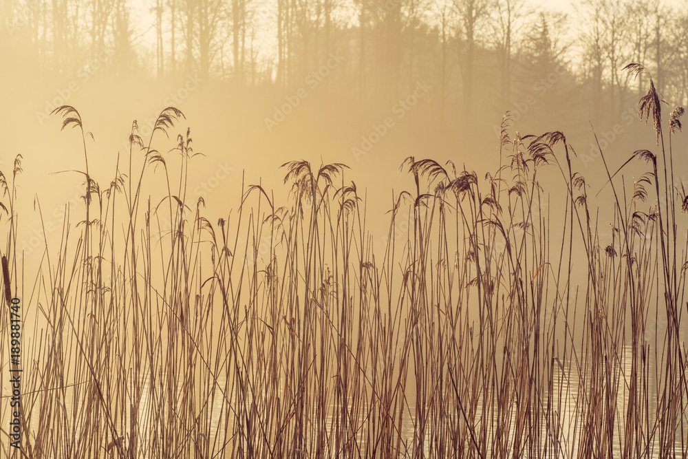 Tall reeds by a lake in the morning sun with misty weather - obrazy, fototapety, plakaty 
