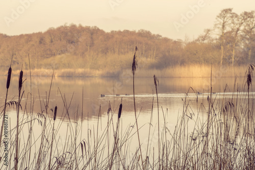 Silhouettes of tall rushes by an idyllic lake