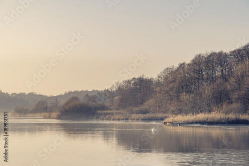 Swan on a misty lake near a forest in the morning