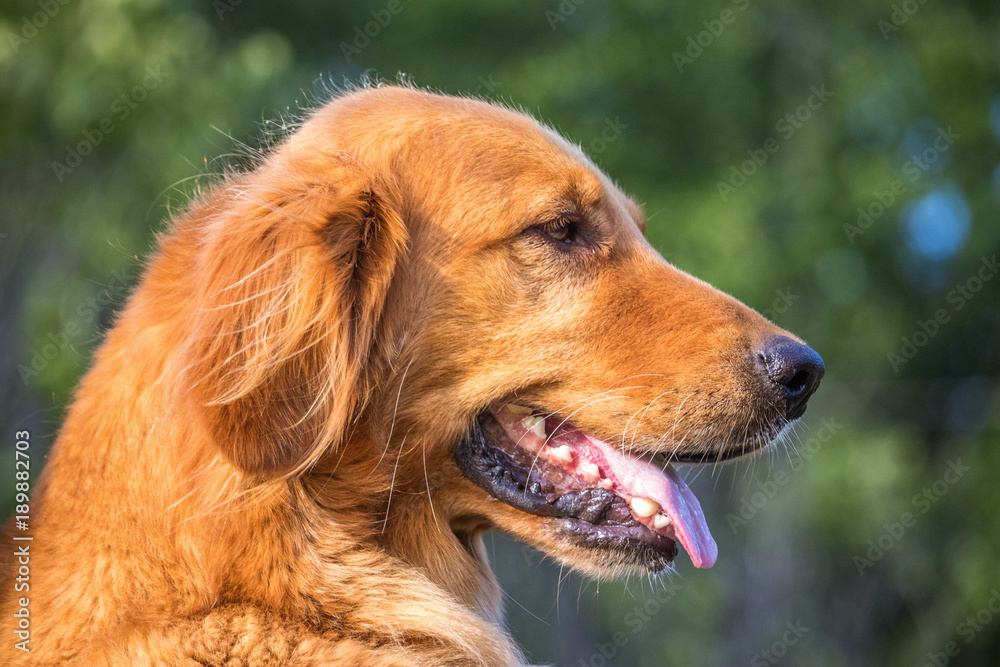 Golden Retriever Female Golden Retriever Female
