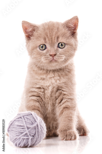 Fototapeta Naklejka Na Ścianę i Meble -  Scottish Straight Cat playing with a tangle of threads