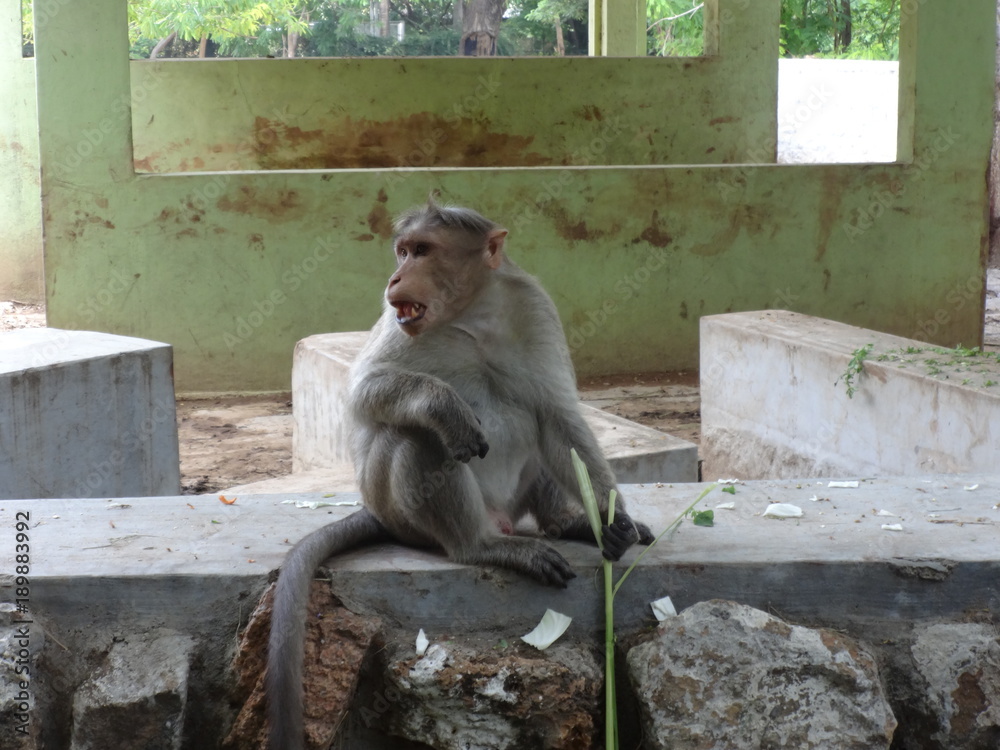 A monkey seating on a floor with holding a stem at zoo.