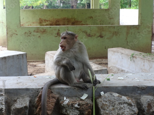 A monkey seating on a floor with holding a stem at zoo. photo
