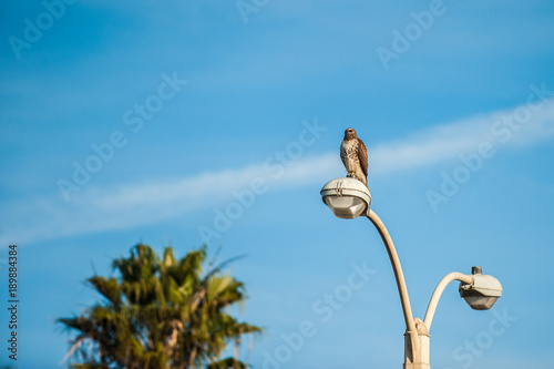 Cooper's Hawk perched high on top of light pole overlooking the land for food.