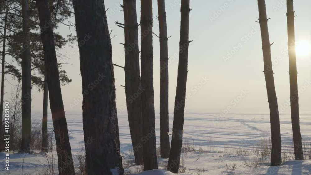 trees against the background of a snowy field leaving the horizon. trees against the background of a snowy field leaving the horizon.