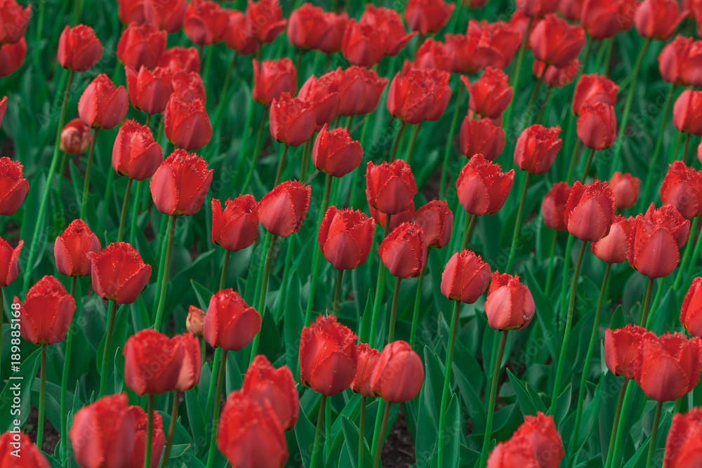 Obraz premium Город Санкт-Петербург, парк им. СМ Кирова. 2016 год. 