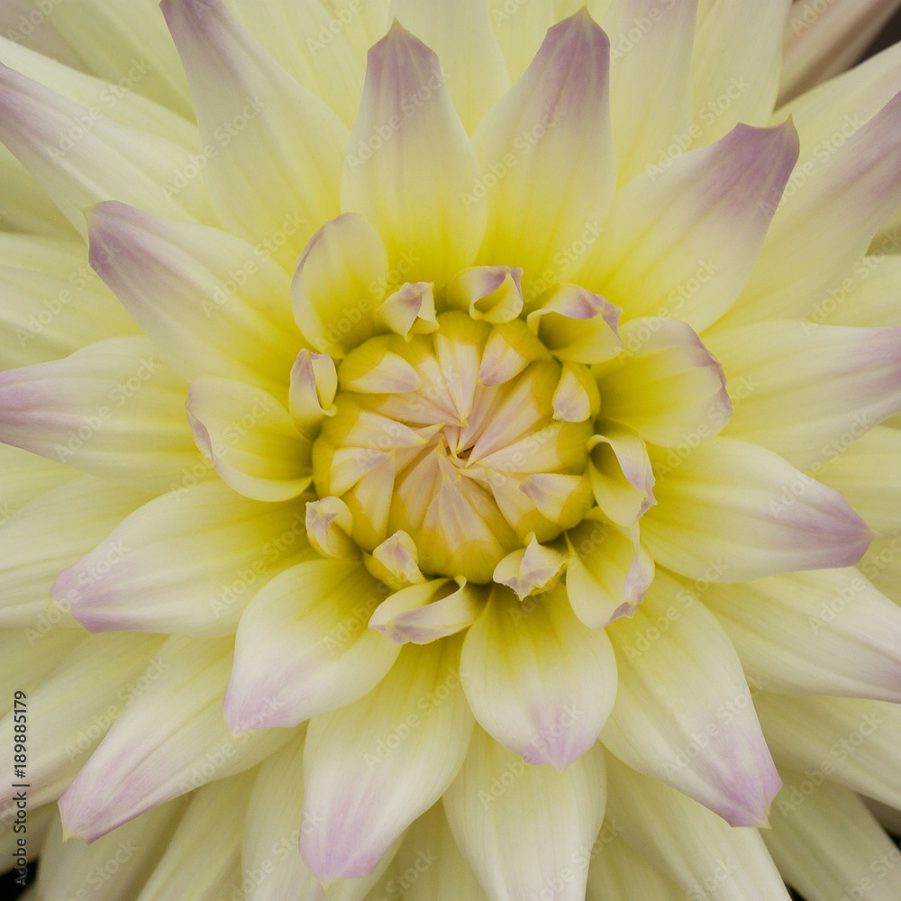 yellow white fluffy aster with beautiful petals yellow white fluffy aster with beautiful petals