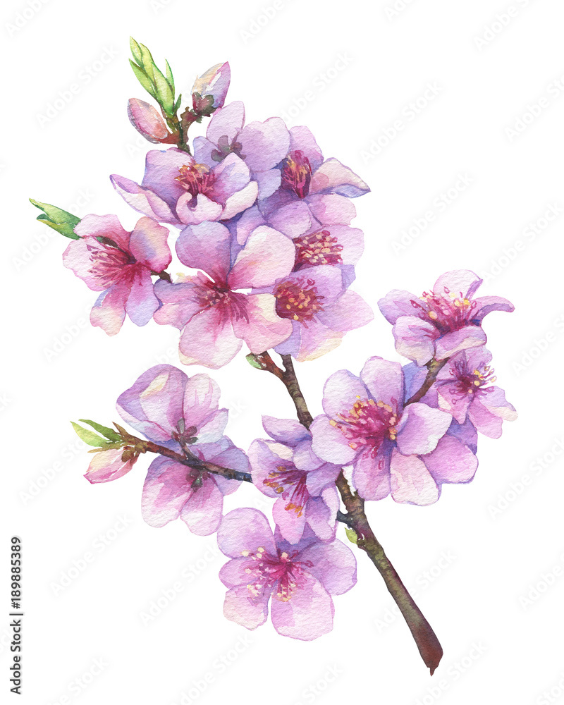 Oriental cherry branch with pink flowers. Japan sakura blossom ...