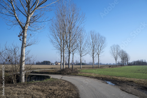 Country road, typical rural landscape of the Po Valley (Italy) on a sunny day in winter.