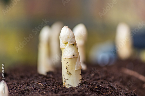 New harvest of high quality white asparagus on asparasus fields