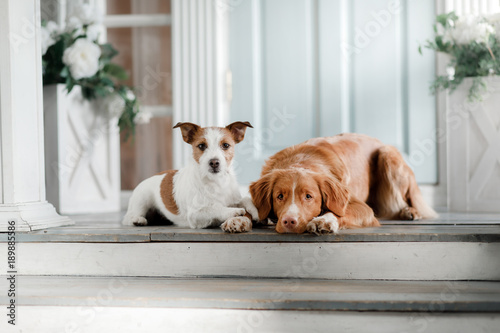 Two dogs on the porch