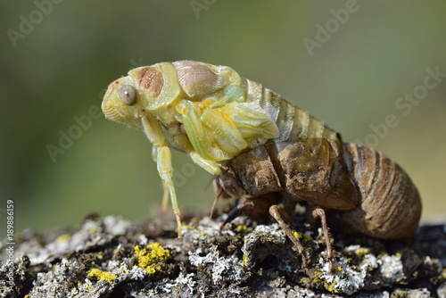 Profile macro of cicada (Lyristes plebeja) emerging from its exuvia
