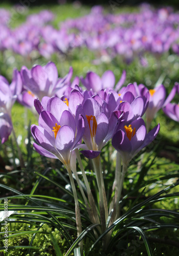 A group of beautiful purple crocus flowers, backlit by the sun in the springtime.