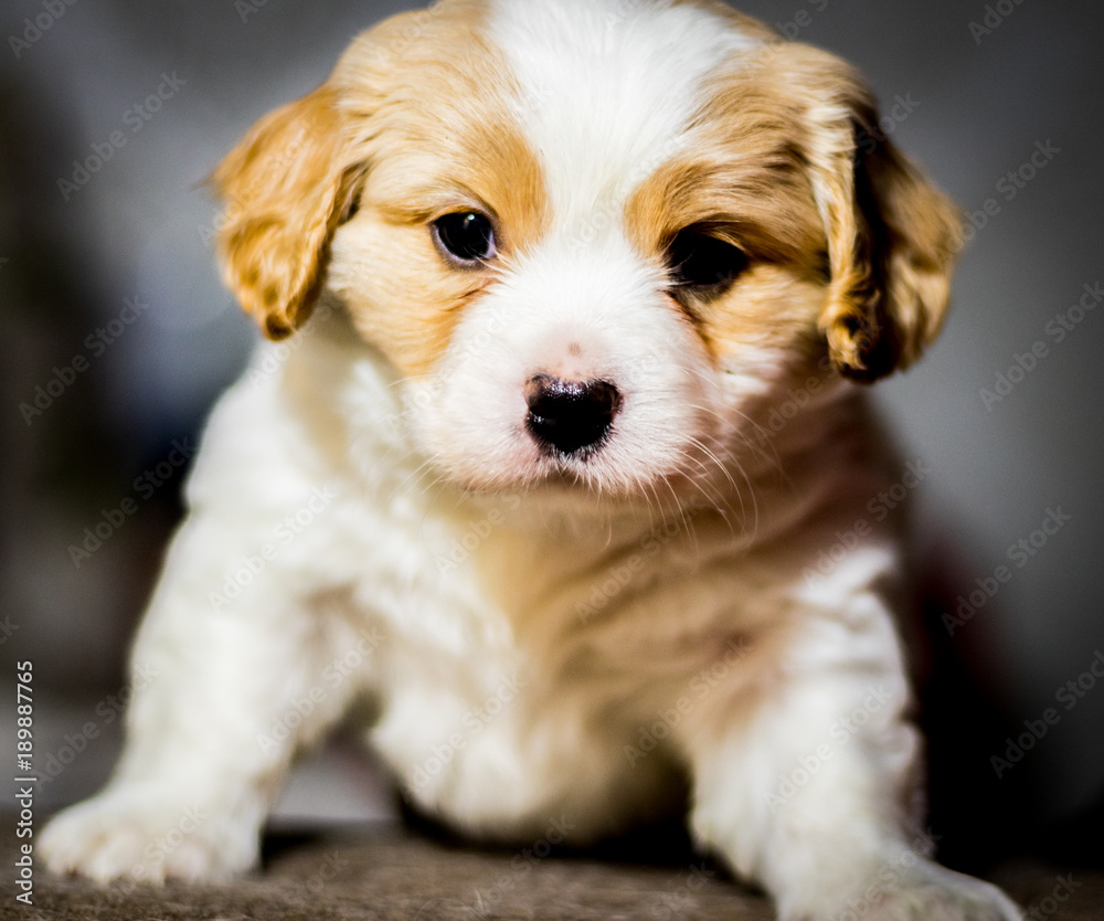 a pretty face of a white-beige little cavalier with a black nose and a sweet face looking directly at the lens - a large close-up against a gray wall