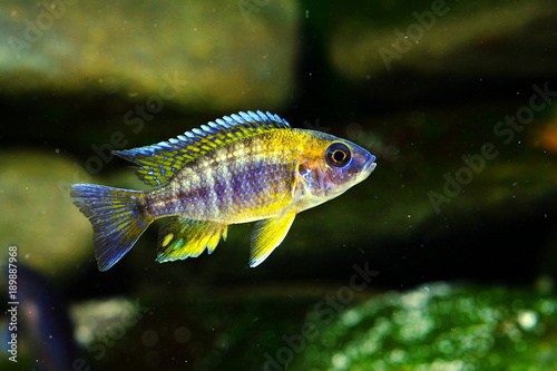 Malawi cichlid fish in aquarium