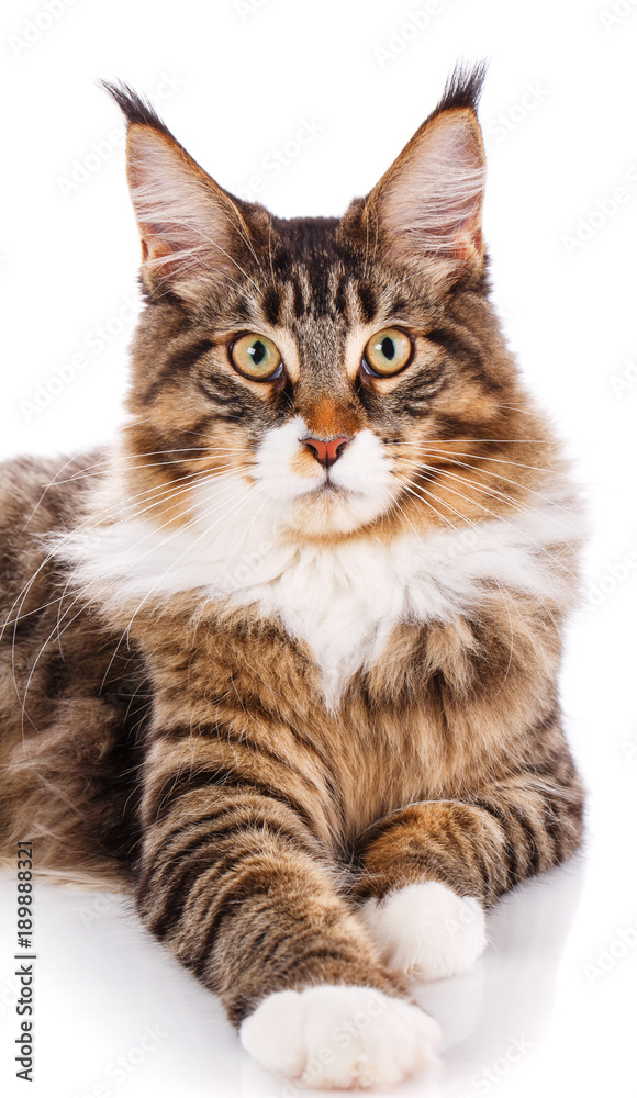 Obraz premium Maine Coon looking at the camera