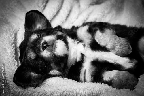 cute face black-and-beige tiny cavalier sleeping safely on his back with ridiculously folded paws and ears spread on a beige soft blanket - closeup © Magdalena