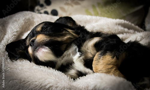 a pretty face of black and beige, a tiny cavalier sleeping safely on his back with ridiculously folded paws and ears spread with a a soft beige blanket - © Magdalena