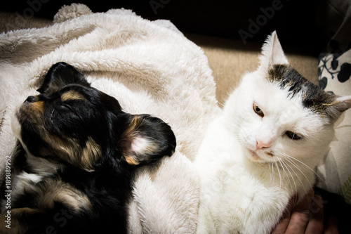 a pretty face of black and beige, a tiny cavalier sleeping safely on his back with ridiculously folded paws and ears spread with a big white cat, watching a sleeping dog against a soft beige blanket -