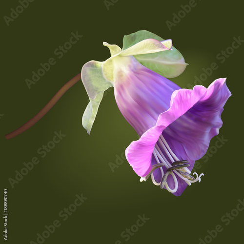 Purple cup-and-saucer vine flower (cathedral bells flower) photo