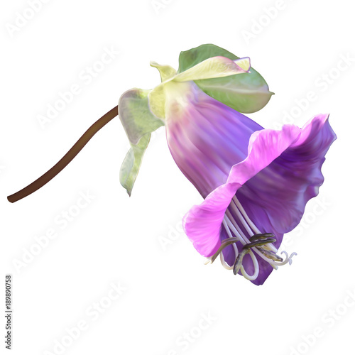 Purple cup-and-saucer vine flower (cathedral bells flower)