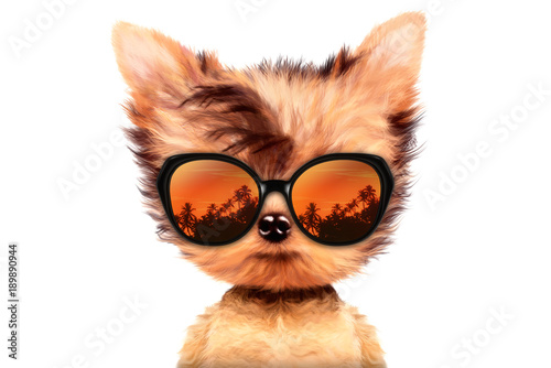 Dog in sunglasses isolated on white background © boule1301