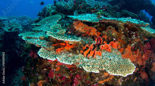 Plate coral reef