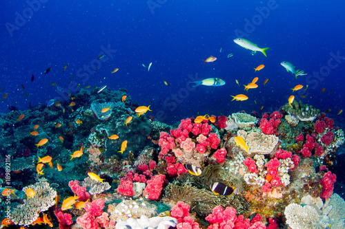 Fototapeta Naklejka Na Ścianę i Meble -  Colourful coral reef