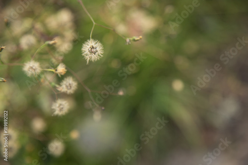 Seed heads against green background
