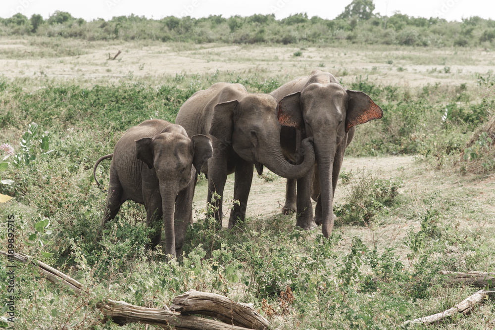 Obraz premium Elephants family