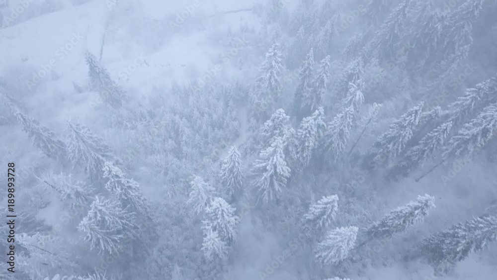 Flight over snowstorm in a snowy mountain coniferous forest, uncomfortable unfriendly winter weather. Flight over snowstorm in a snowy mountain coniferous forest, uncomfortable unfriendly winter weather.