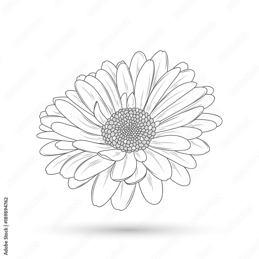 Monochrome Gerbera flower painted by hand. Element for design and creativity.