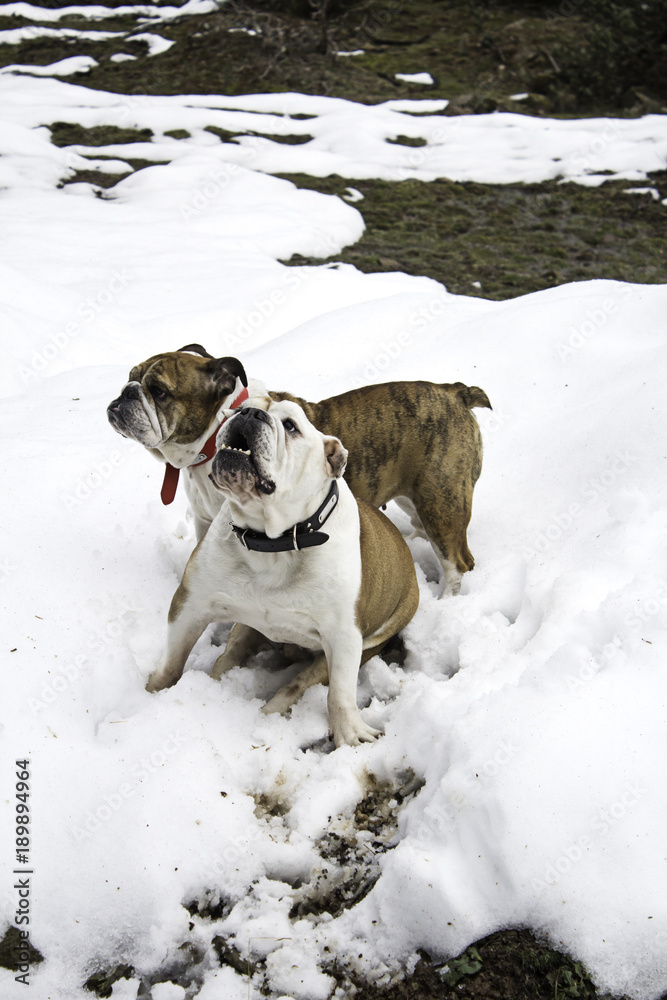 English Bulldog in snow