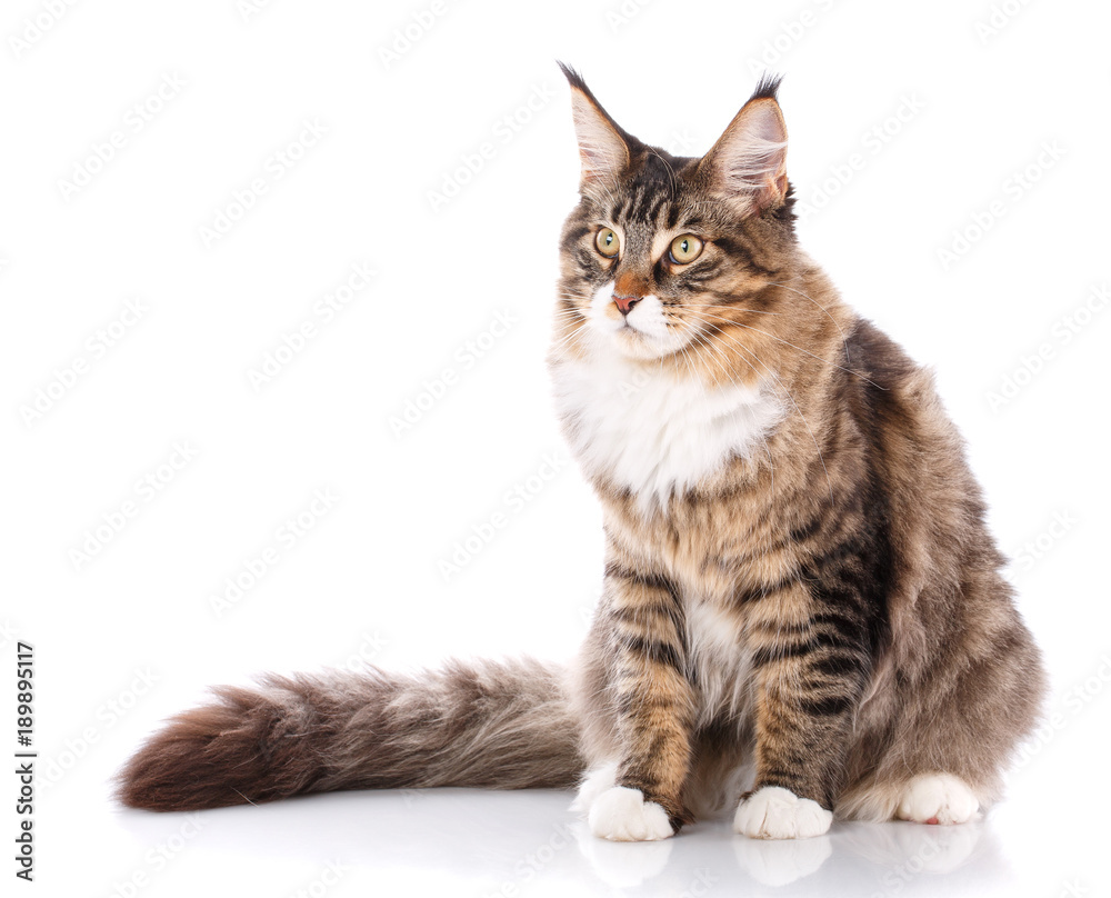 Maine Coon looking at the camera Maine Coon looking at the camera